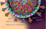 SARS-CoV-2 Coronavirus