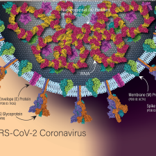 SARS-CoV-2 Coronavirus