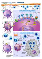 Innate and Adaptive Antifungal Immunity